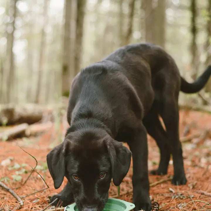 Collapsible Silicone Dog Bowl