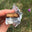 Oregon Bark Chocolate Bars