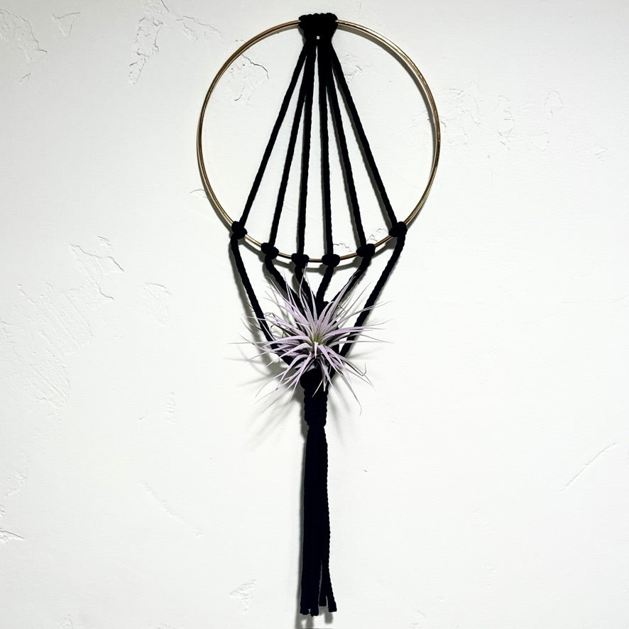 Knotty Gold Ring Air Plant Holder