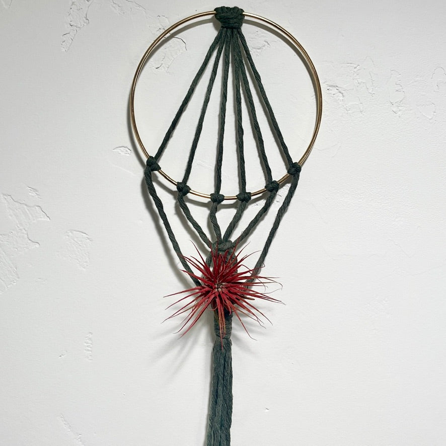 Knotty Gold Ring Air Plant Holder
