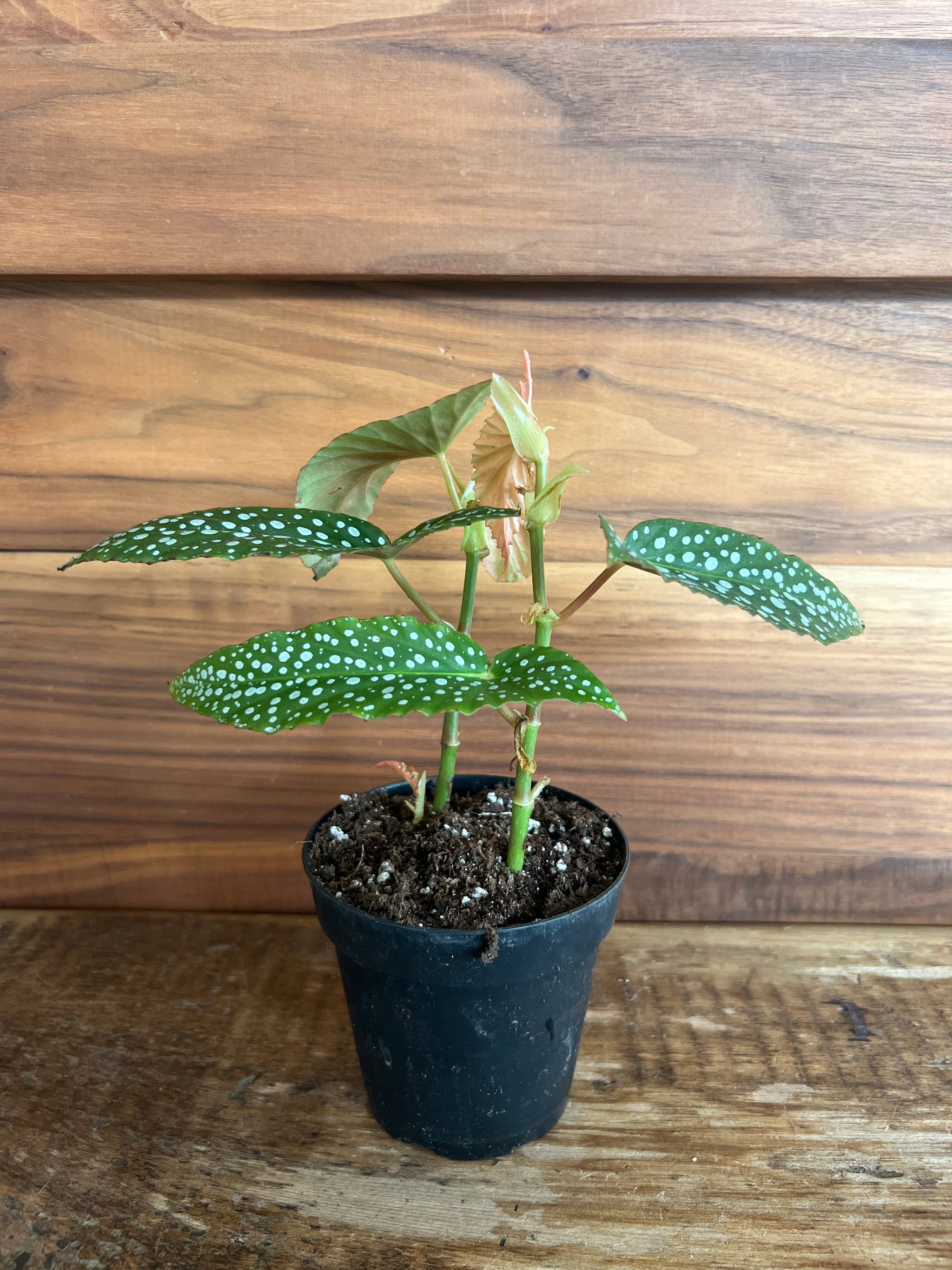 Houseplants