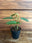 Houseplants