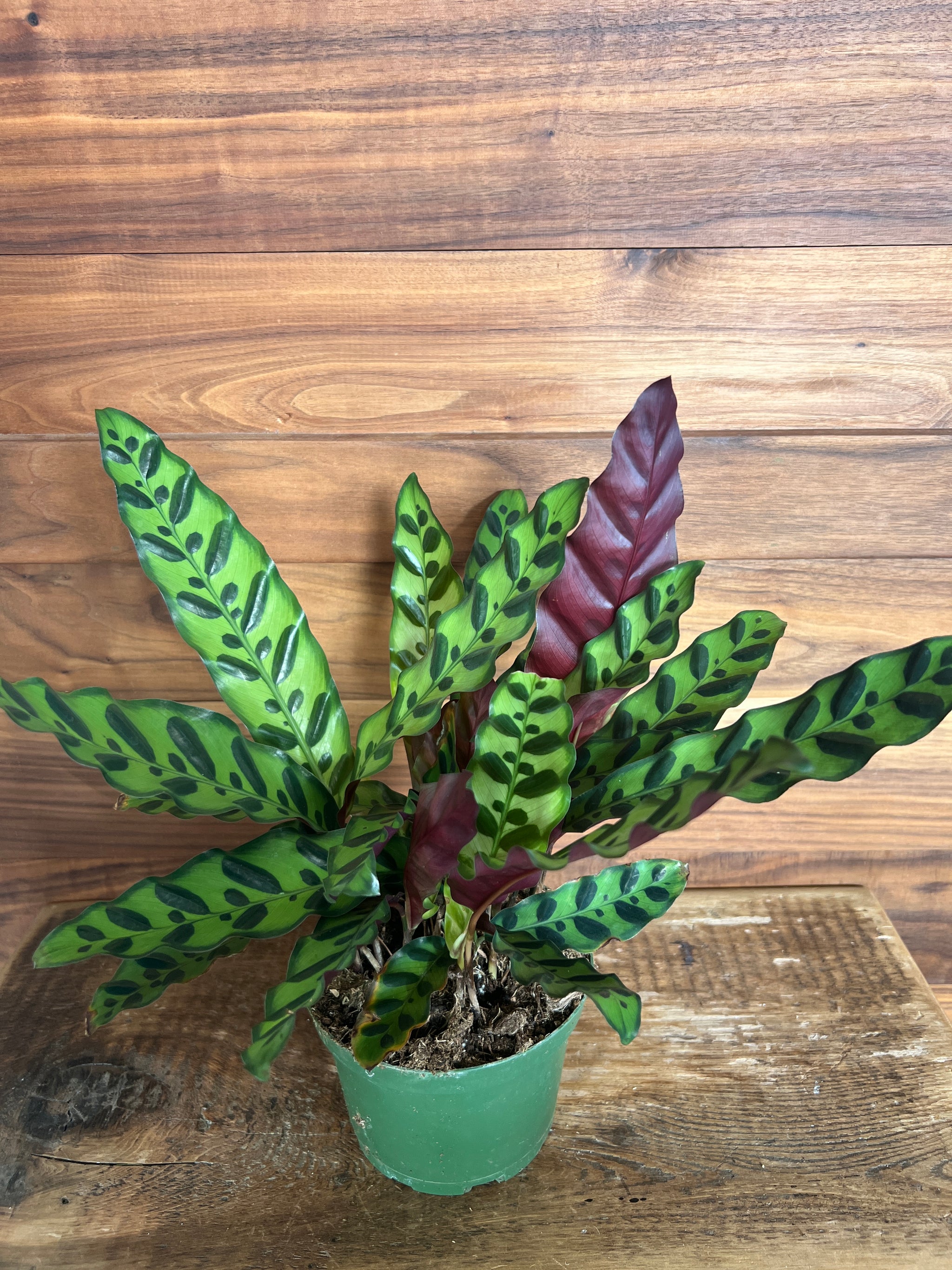 Houseplants
