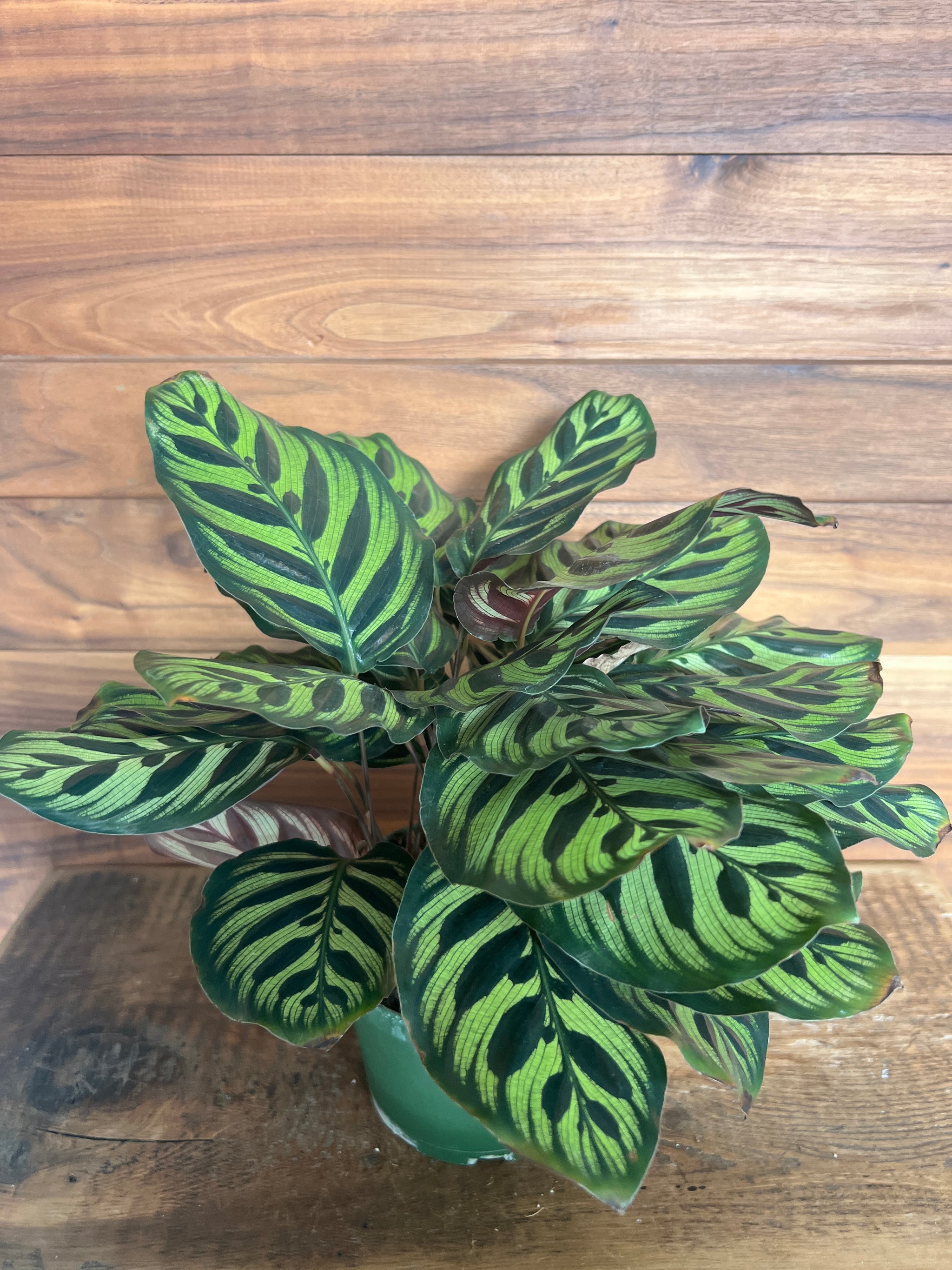 Houseplants
