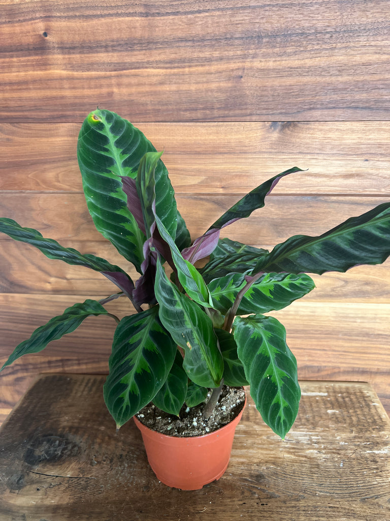 Houseplants