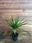 Houseplants