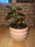 Ceramic Pot with Jade Plant