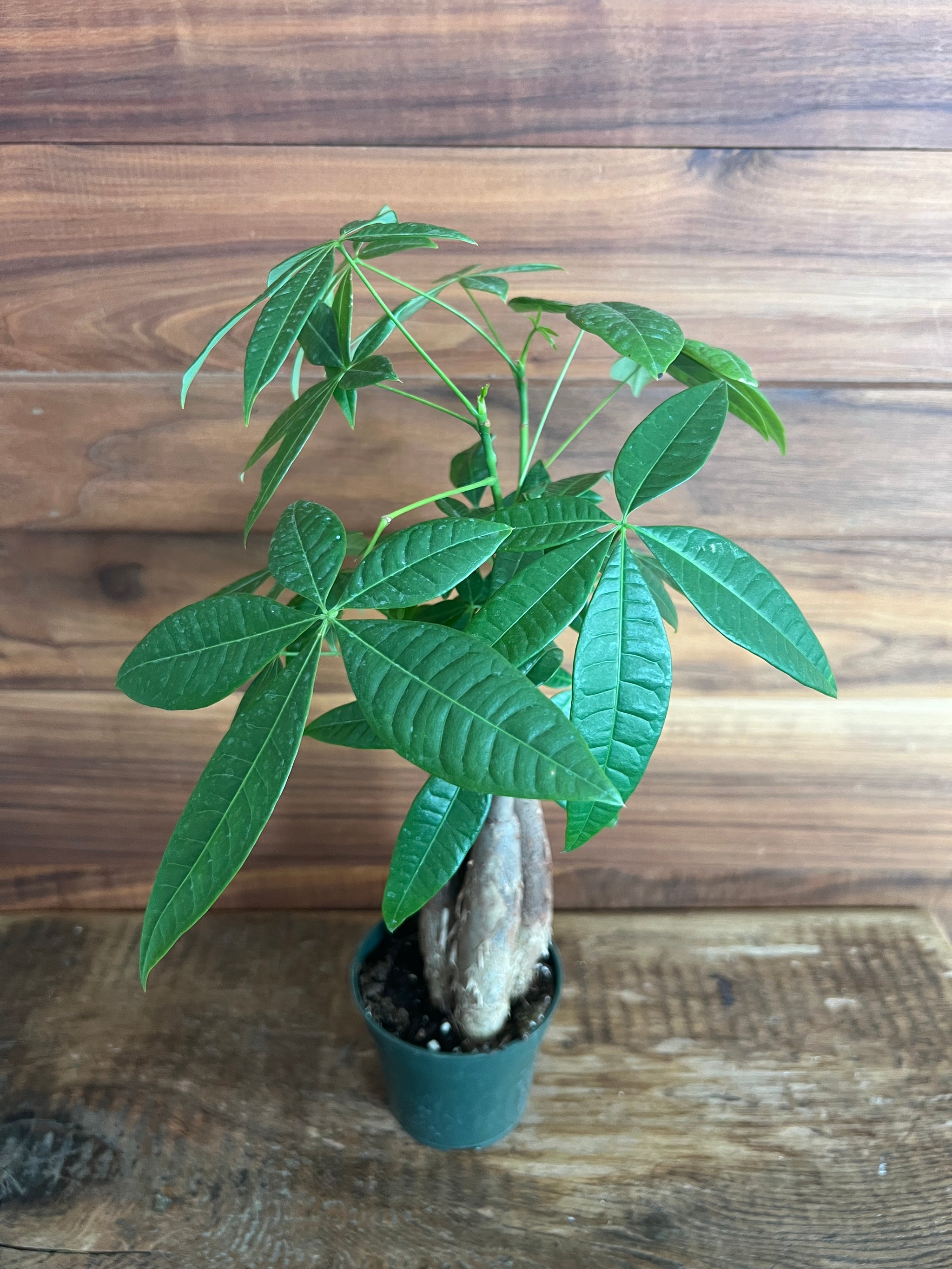 Houseplants