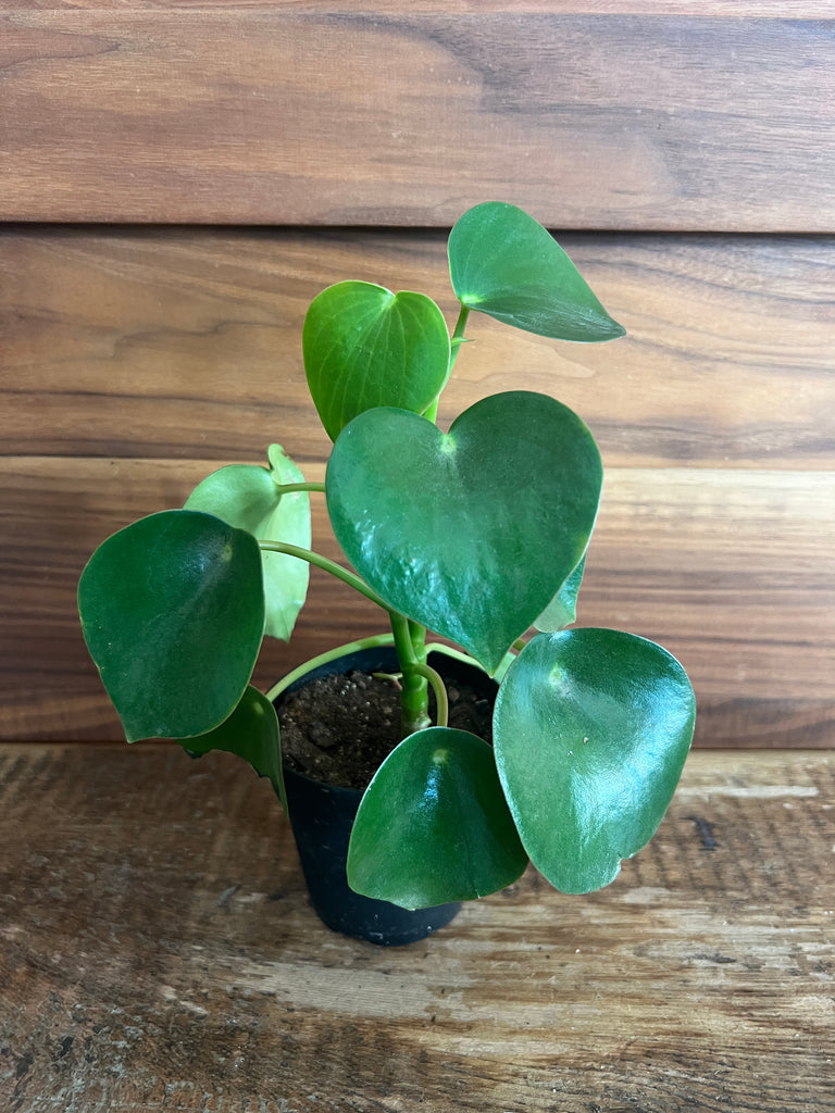 Houseplants