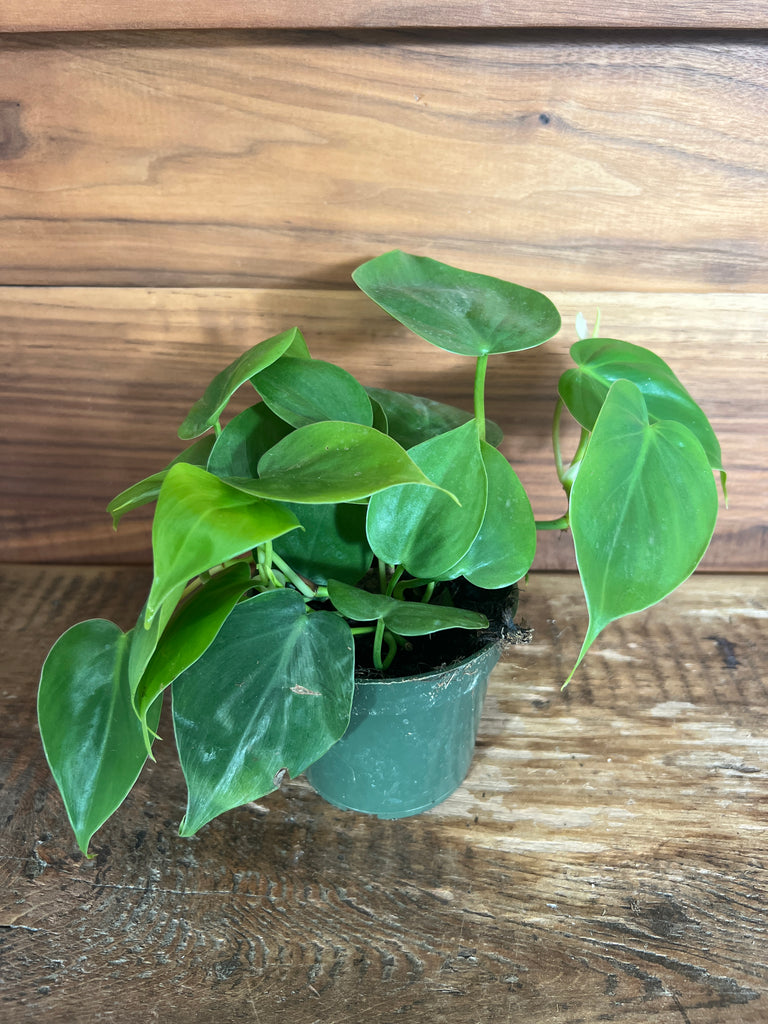 Houseplants