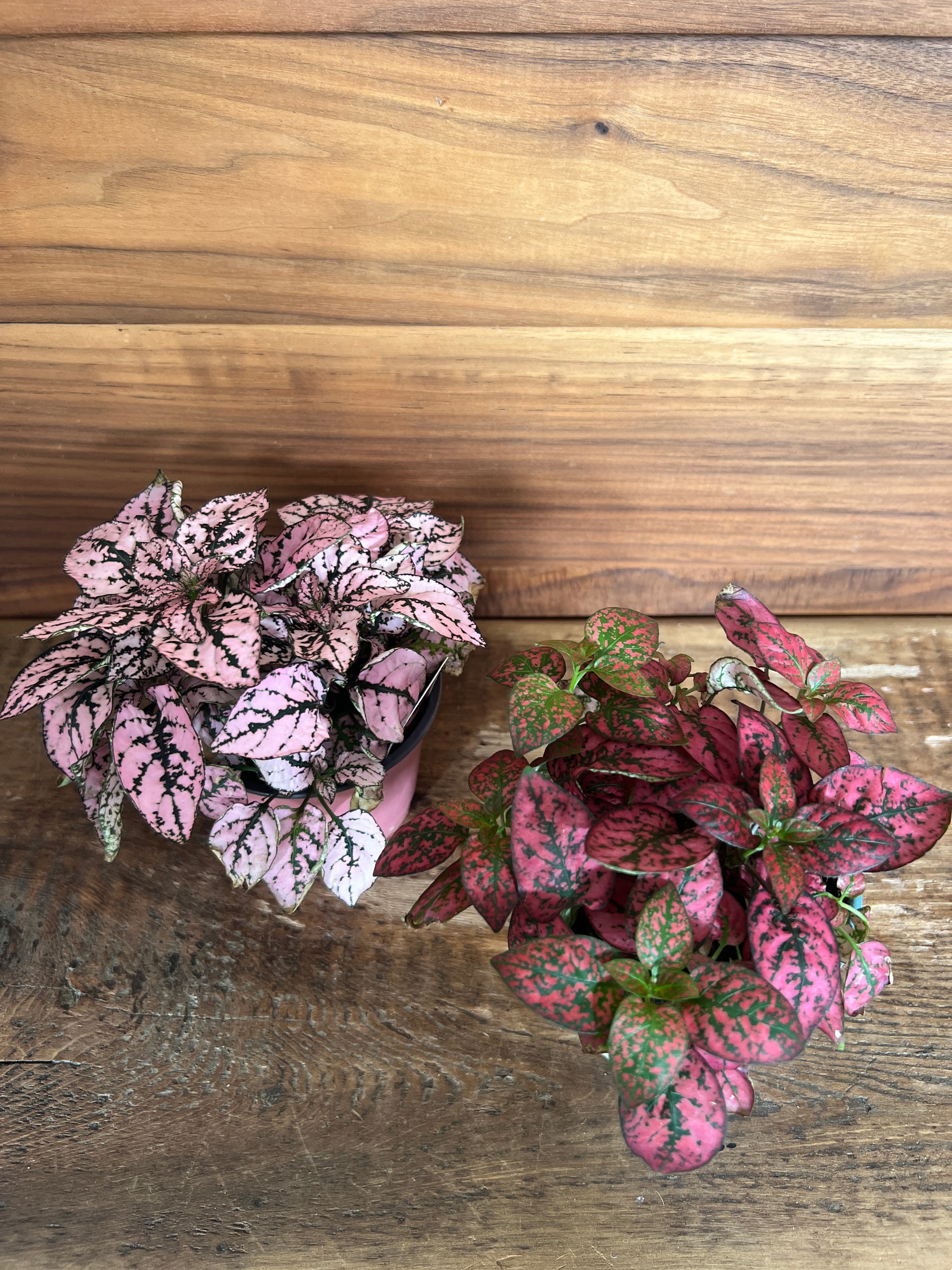 Houseplants