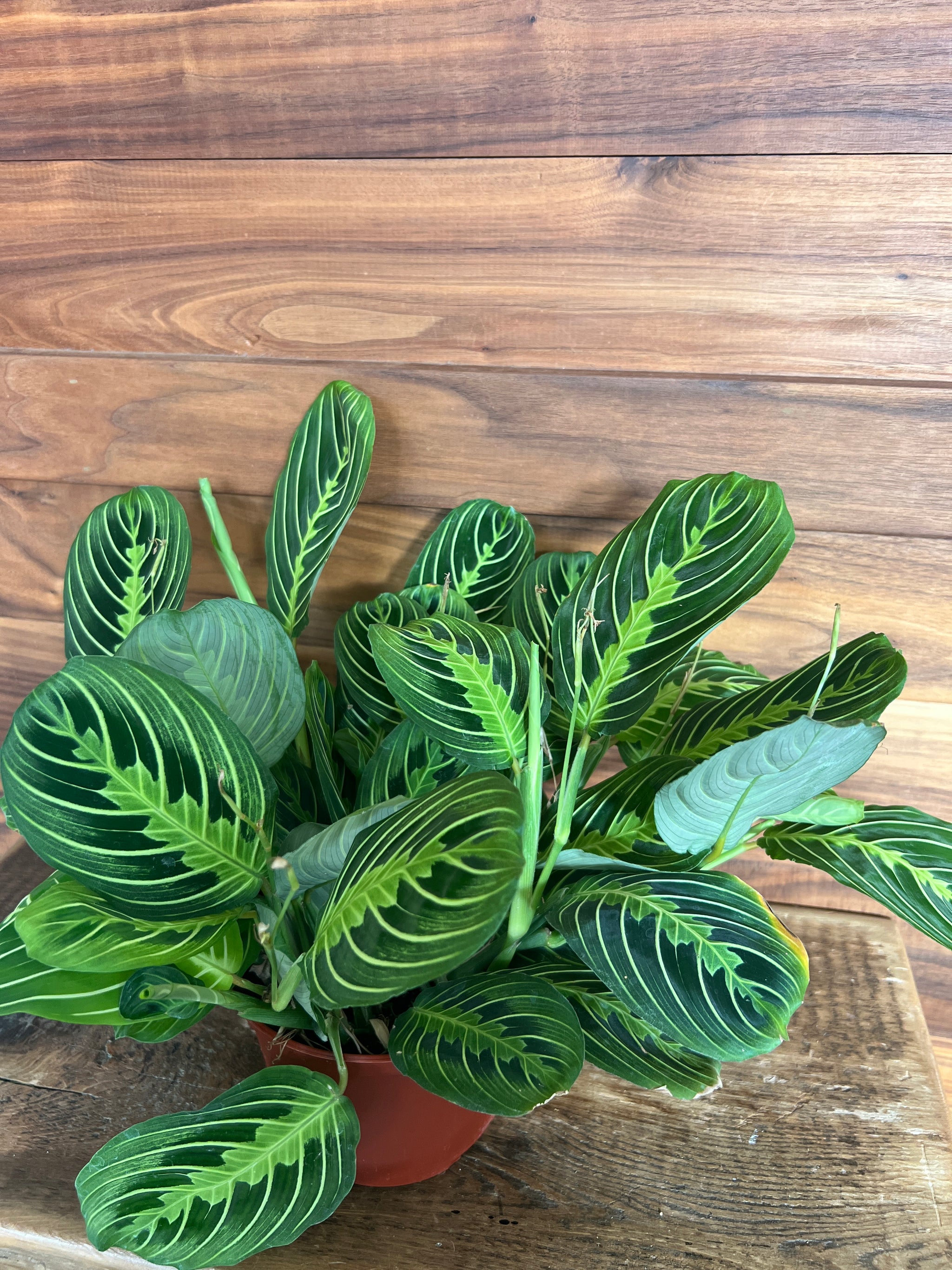 Houseplants