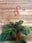 Houseplants