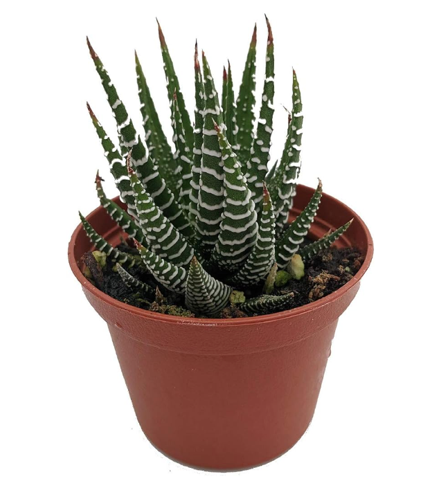 Houseplants