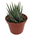Houseplants