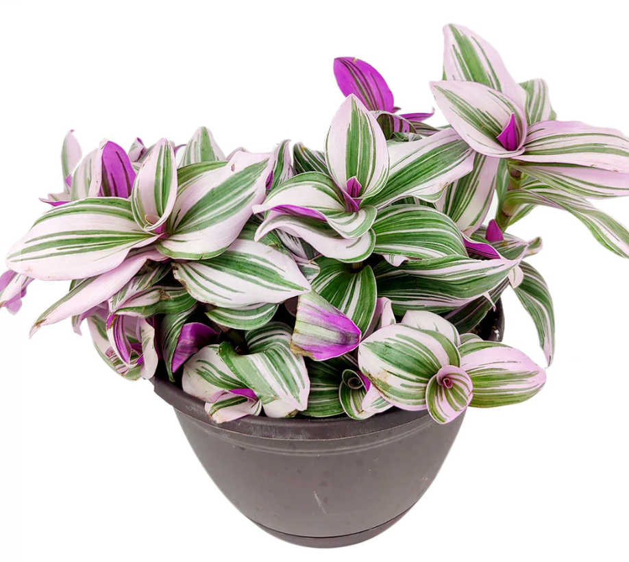 Houseplants