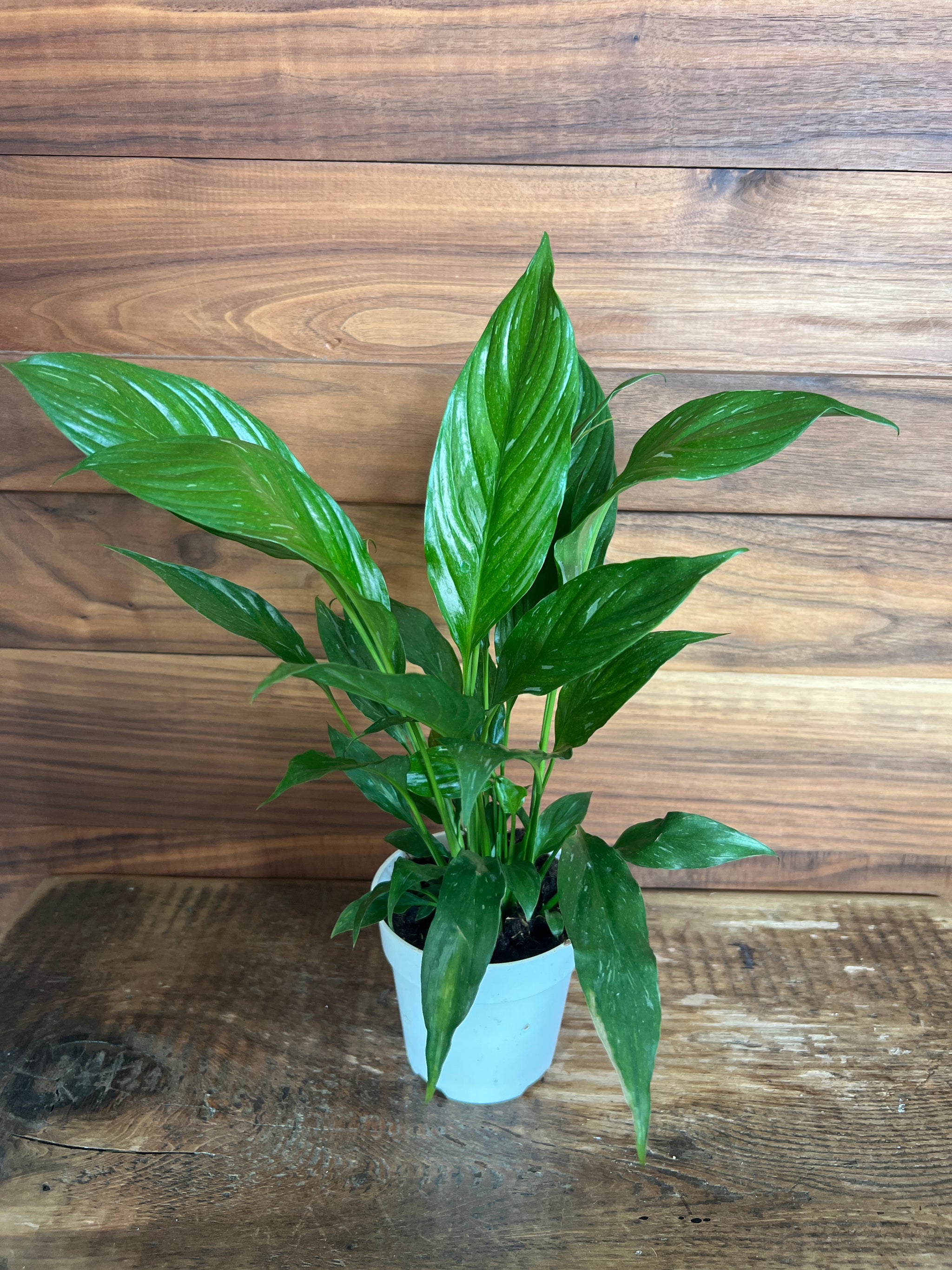 Houseplants