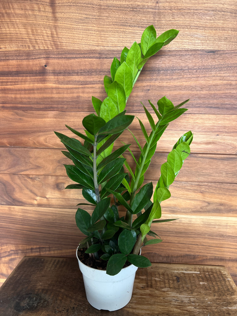 Houseplants