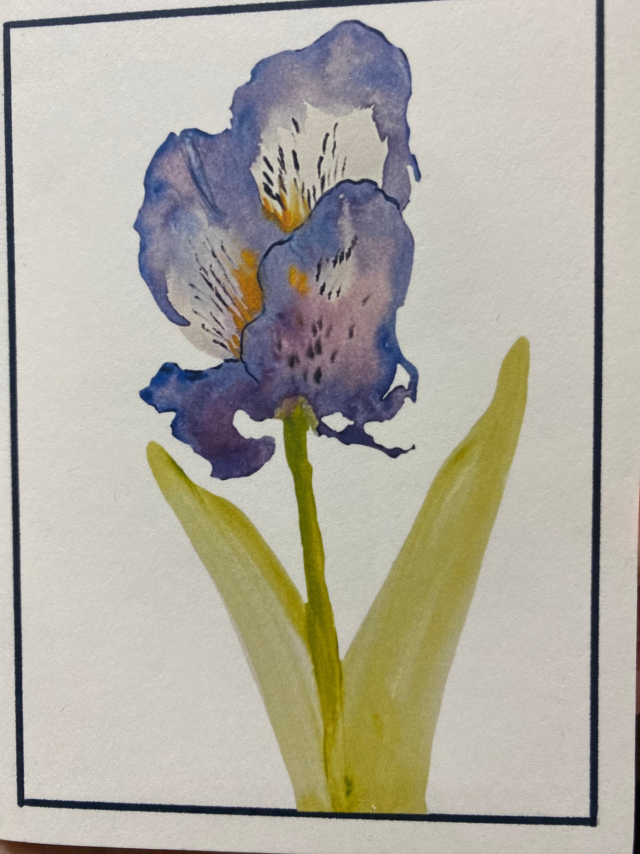 Cards - Floral by Mandie Gibson