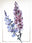 Cards - Floral by Mandie Gibson